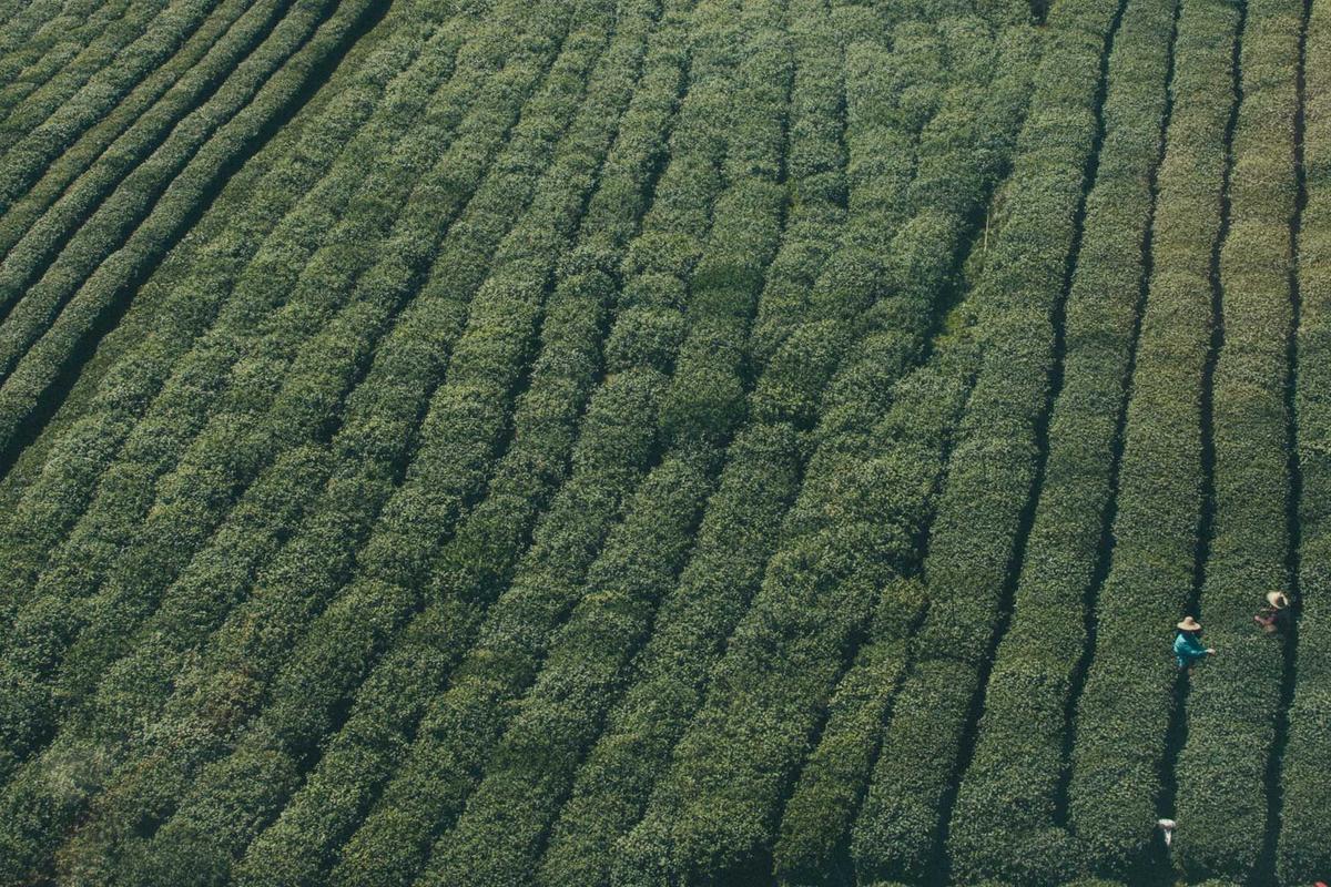 Mobil Baru IIMS 2026, Bocoran Tren Otomotif & Model Terbaru